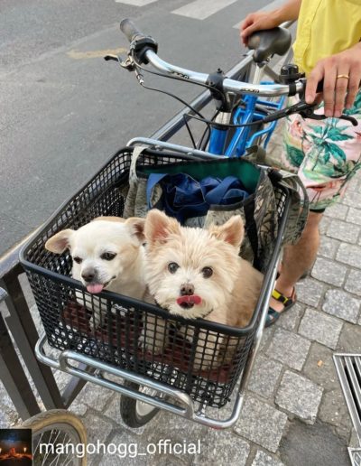 Transporter son chien à vélo
